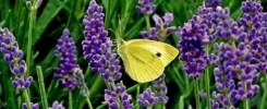 wandfarben trend 2023 lavender