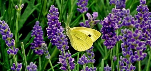 wandfarben trend 2023 lavender