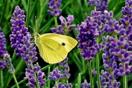 wandfarben trend 2023 lavender